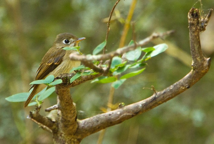 Brown-breasted Flycatcher - ML205746431