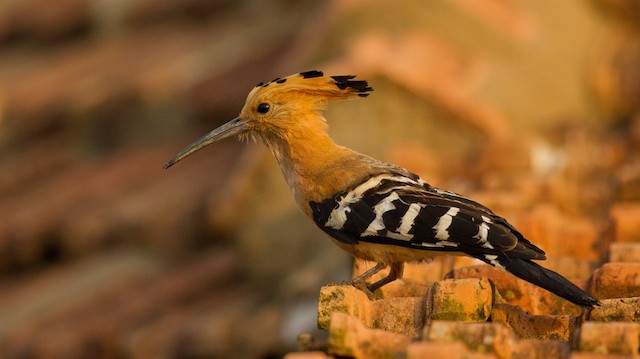 Possible Confusion Species: Madagascar Hoopoe (<em class="SciName notranslate">Upupa marginata</em>). - Madagascar Hoopoe - 