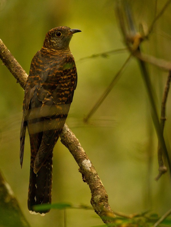 Madagascar Cuckoo - Morten Venas