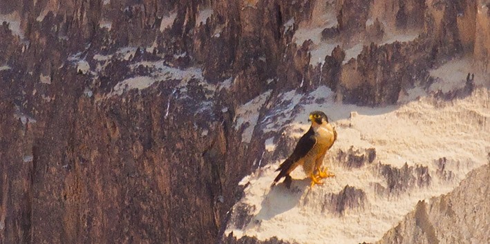 Peregrine Falcon (Malagasy) - Morten Venas