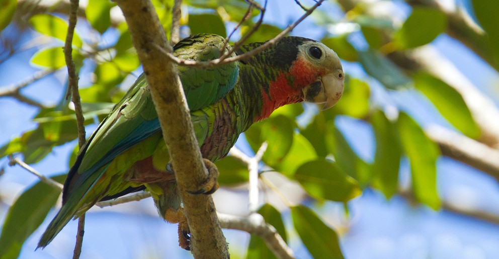 Cuban Parrot (Cuban) - Morten Venas
