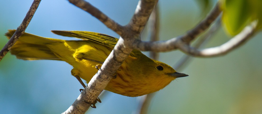 Yellow Warbler (Golden) - Morten Venas