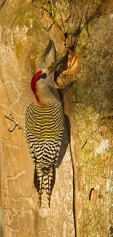 West Indian Woodpecker - Morten Venas