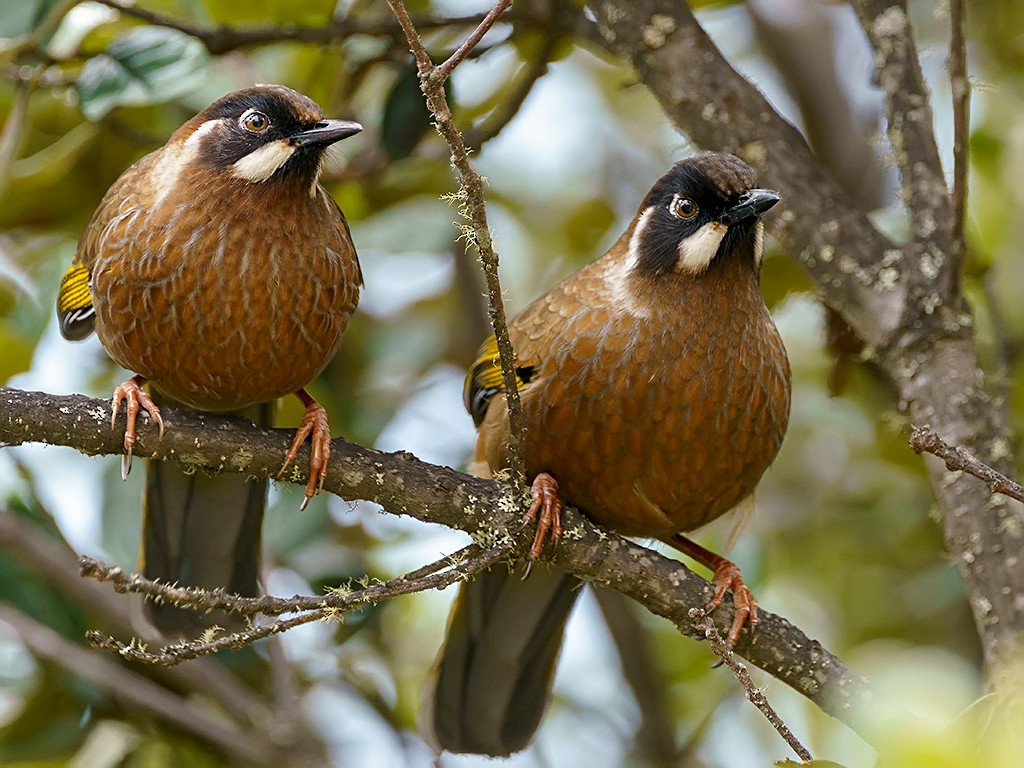 Black-faced Laughingthrush - David and Kathy Cook