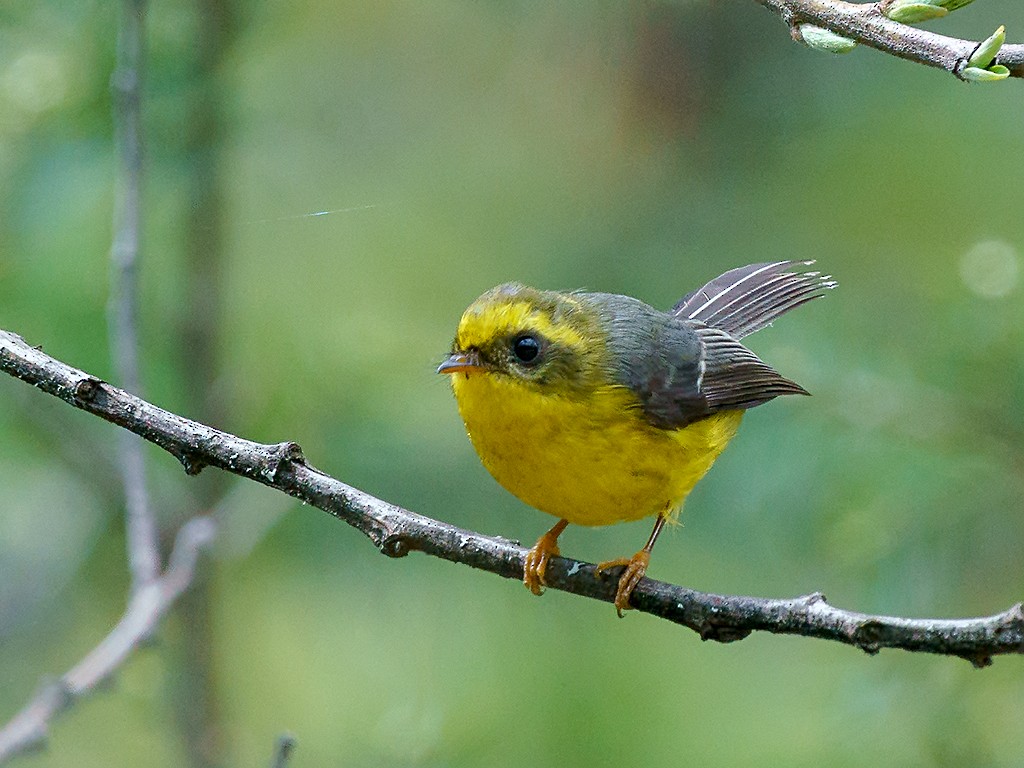 Yellow-bellied Fairy-Fantail - ML205747631