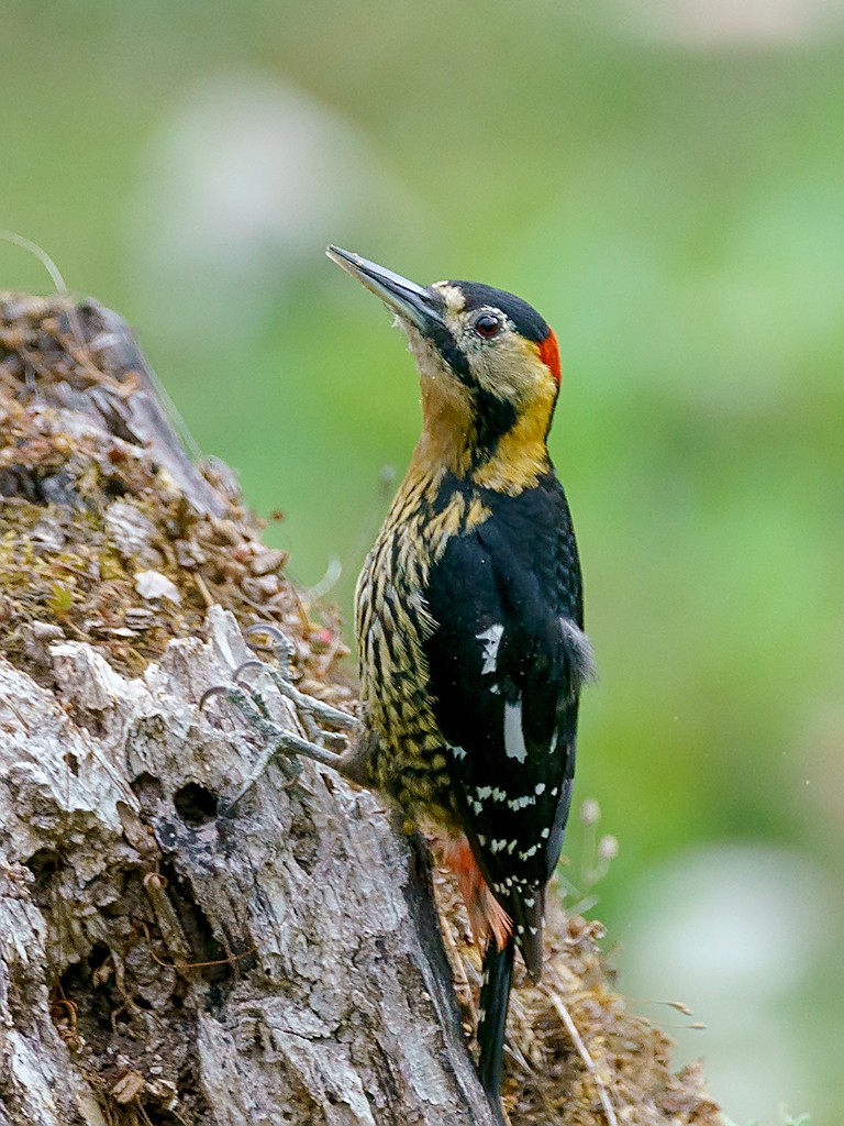 Darjeeling Woodpecker - ML205747661