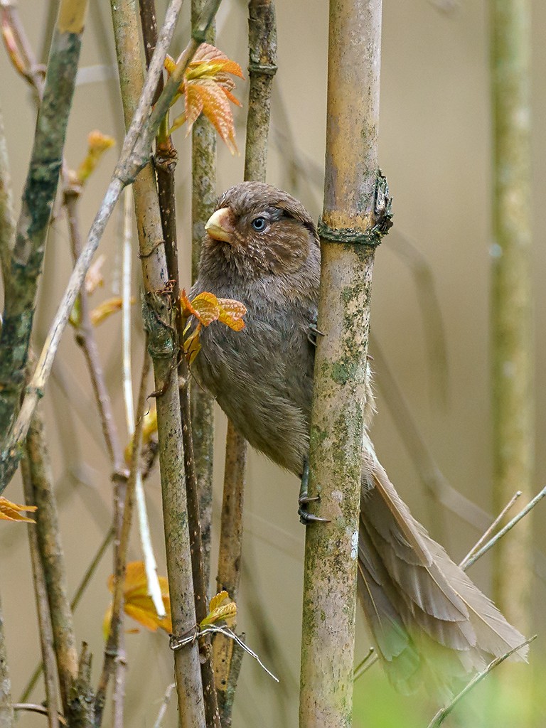 Brown Parrotbill - David and Kathy Cook