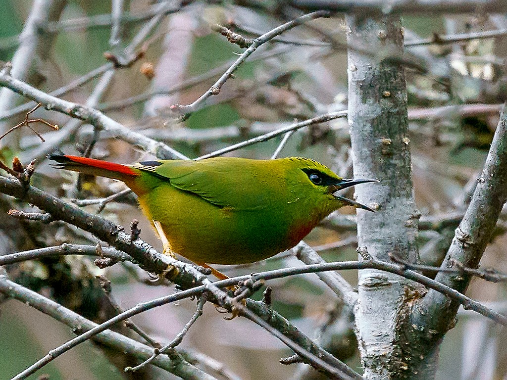 Fire-tailed Myzornis - David and Kathy Cook