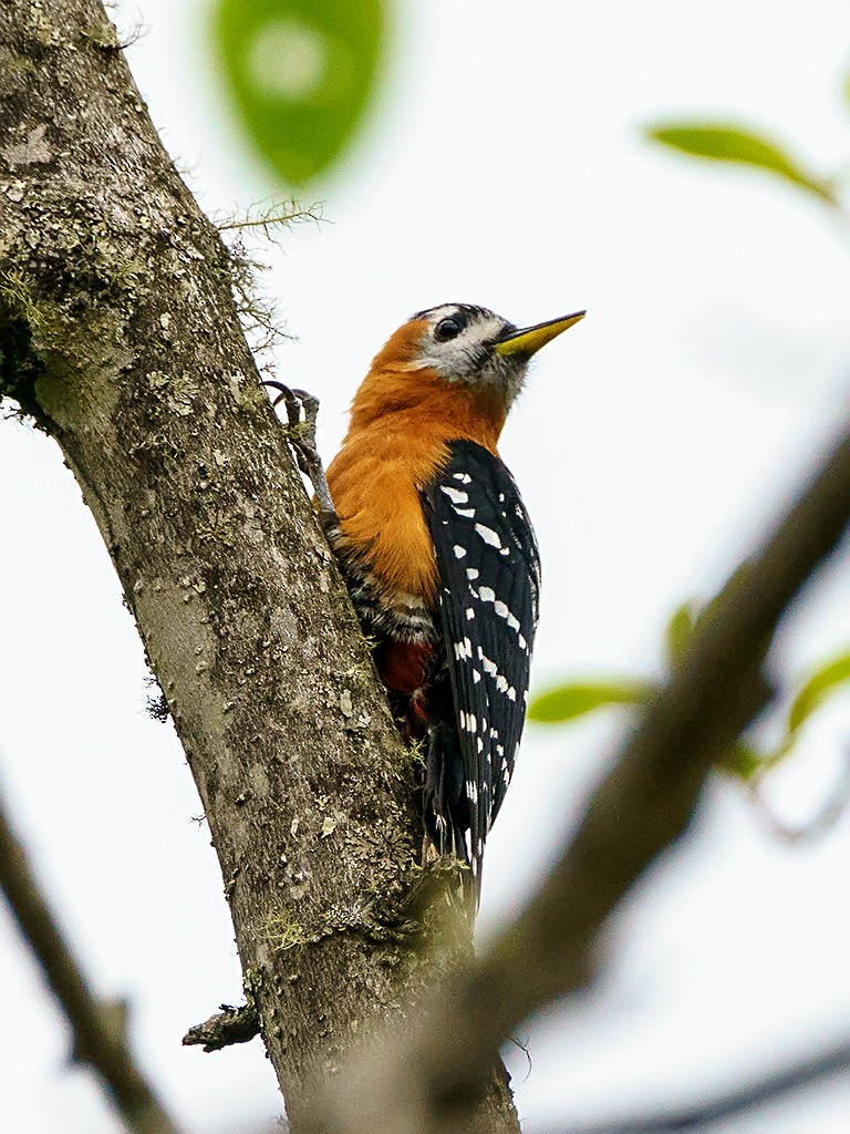 Rufous-bellied Woodpecker - ML205747781