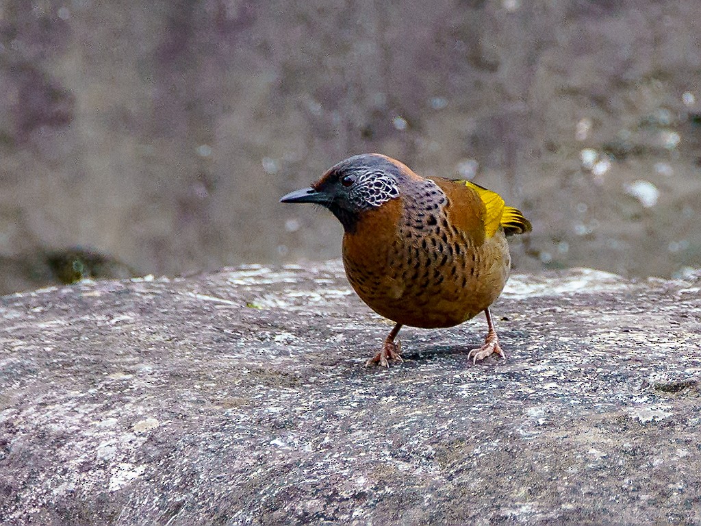Chestnut-crowned Laughingthrush - ML205747791