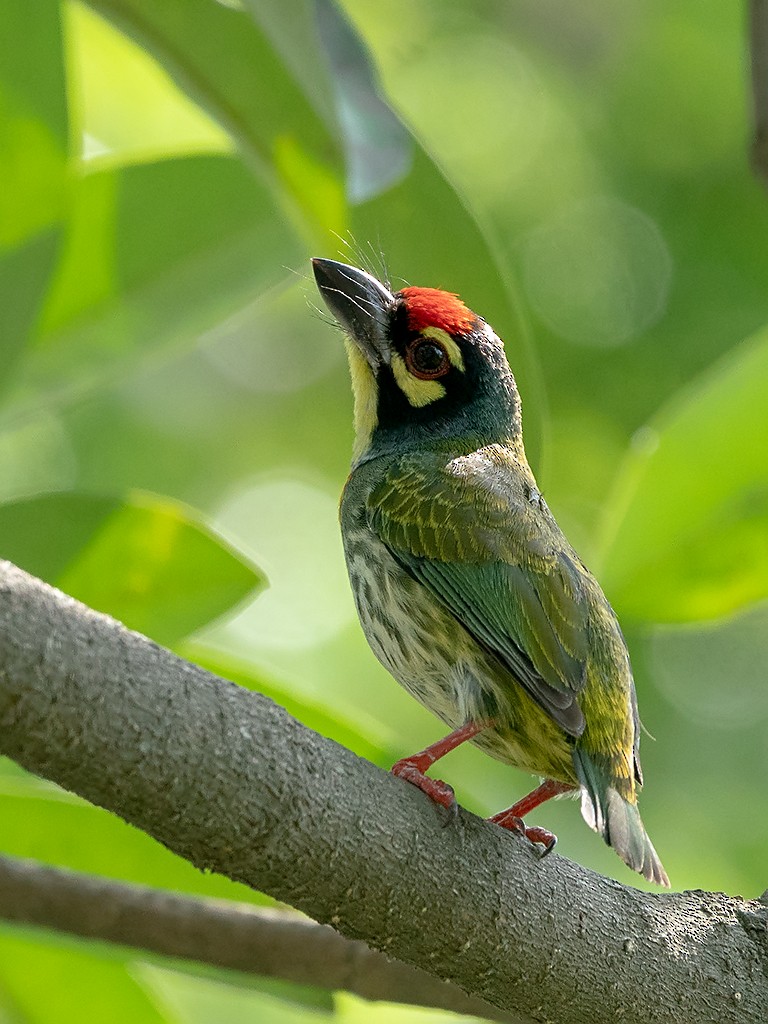 Coppersmith Barbet - David and Kathy Cook