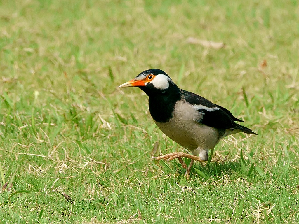 Indian Pied Starling - David and Kathy Cook