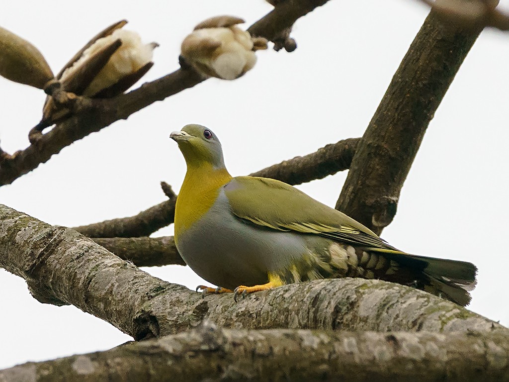 Yellow-footed Green-Pigeon - David and Kathy Cook