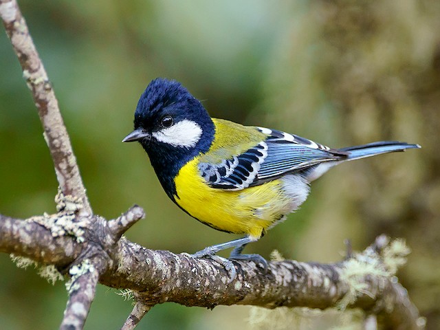Green-backed Tit - Parus monticolus - Birds of the World