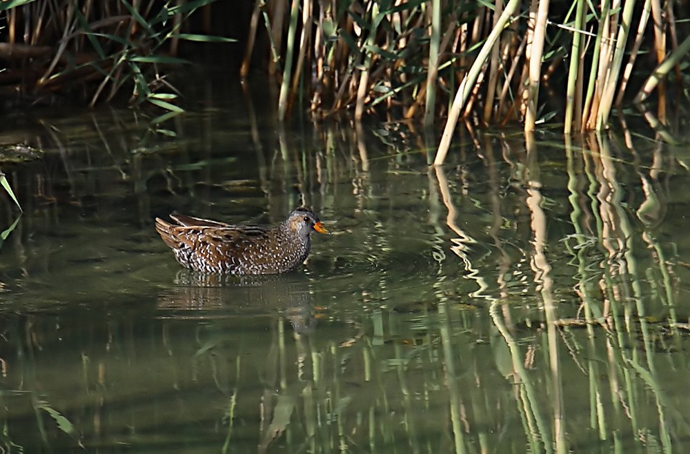 Spotted Crake - ML205747971