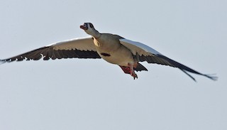 Egyptian Goose, ML205748281