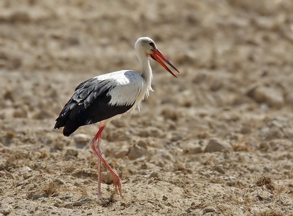 White Stork - John Thompson