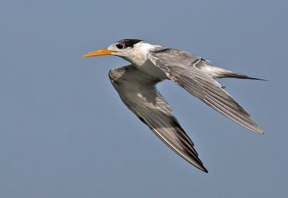 Lesser Crested Tern - John Thompson