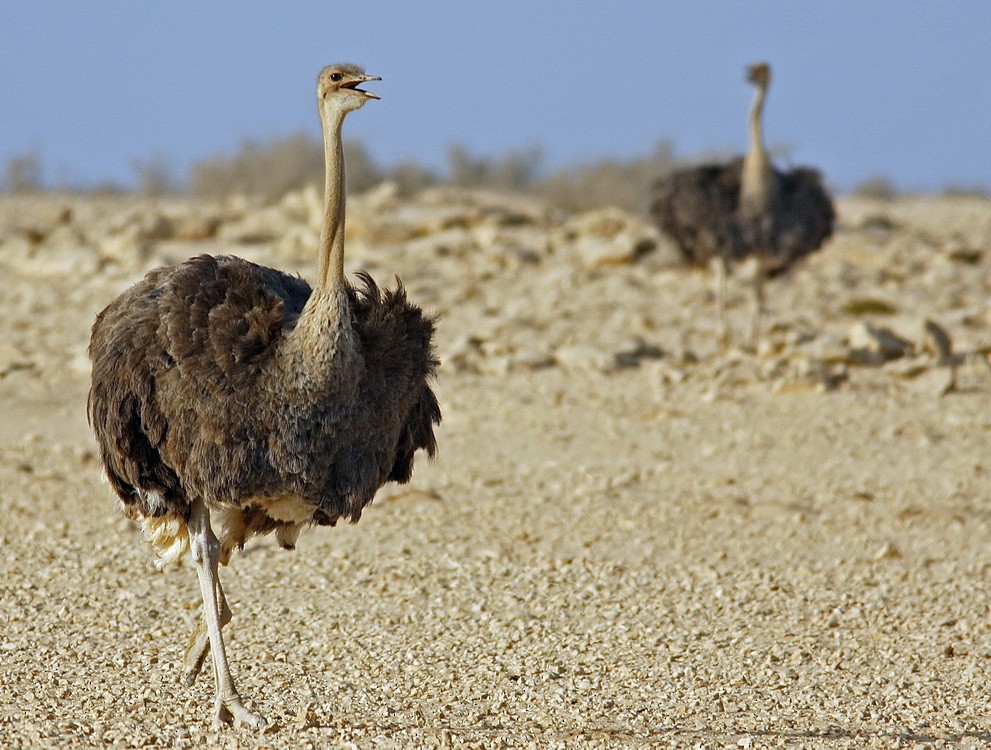 Common Ostrich - John Thompson