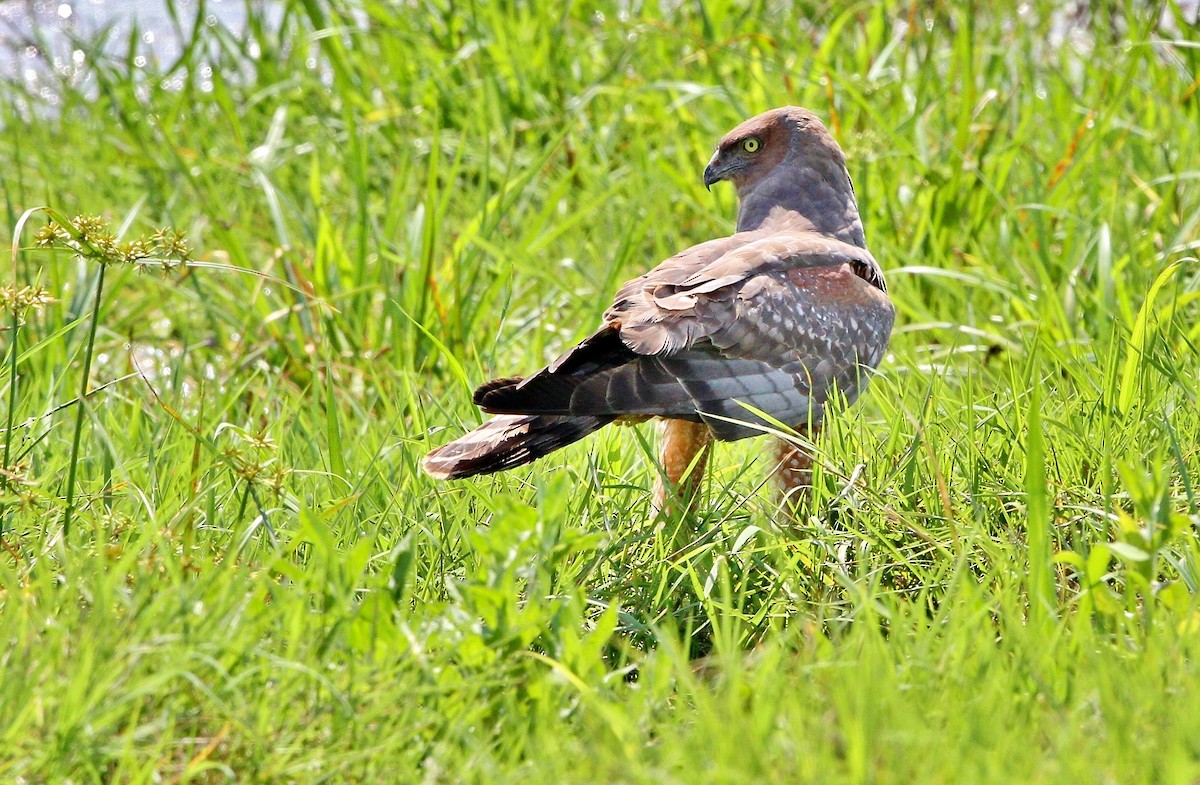Spotted Harrier - ML205748571