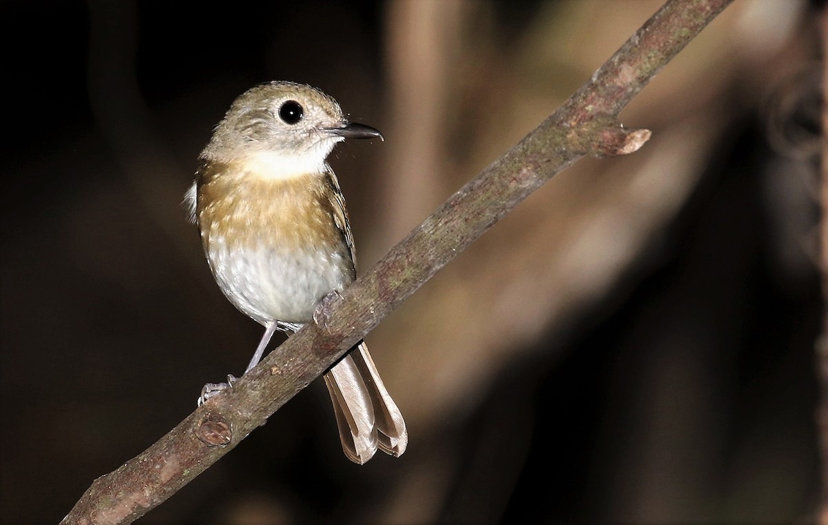 Fulvous-chested Jungle Flycatcher - John O'Malley