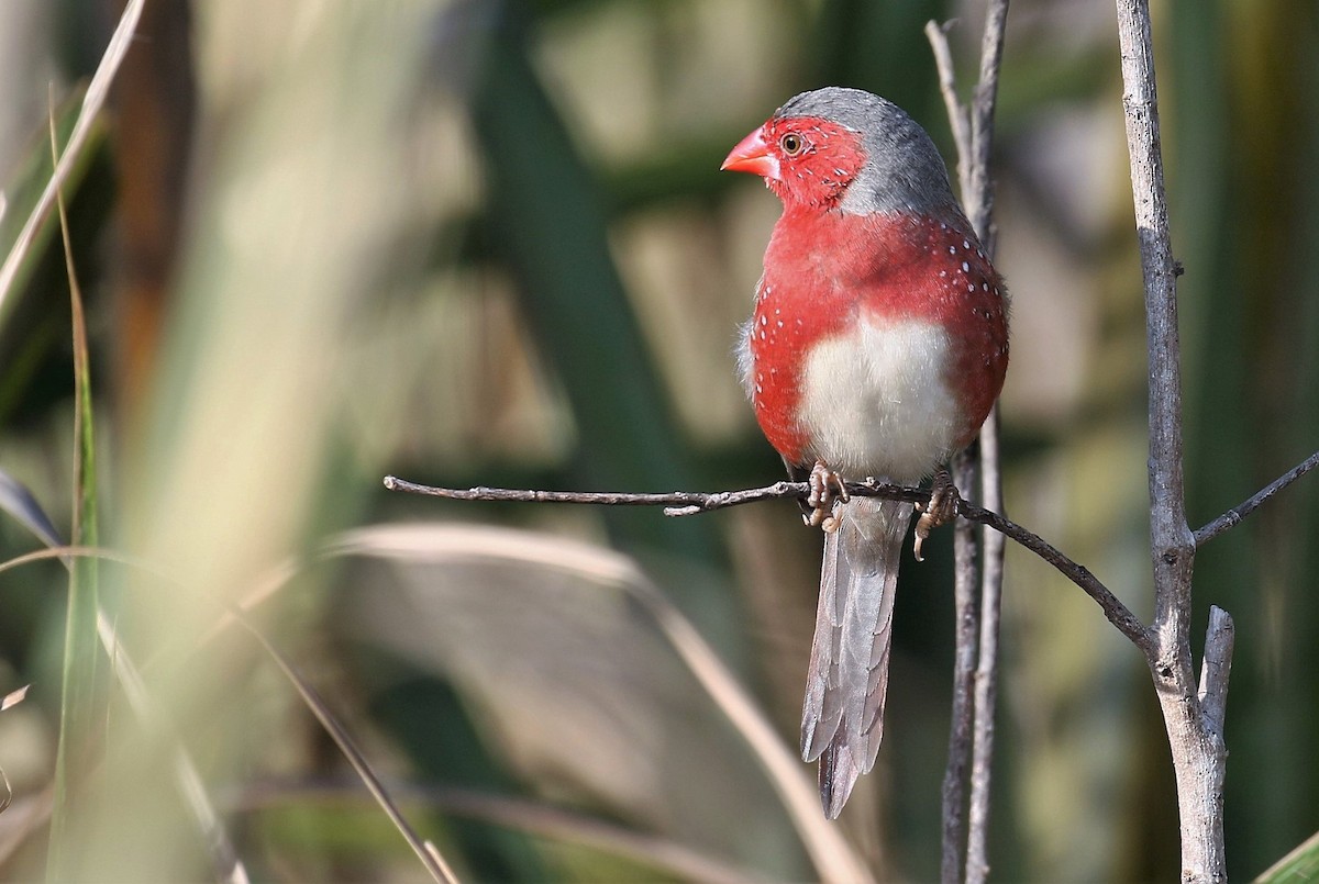 Crimson Finch (White-bellied) - John O'Malley
