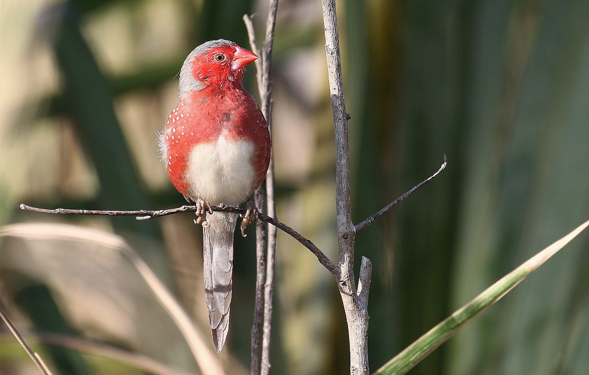 Crimson Finch (White-bellied) - ML205748871