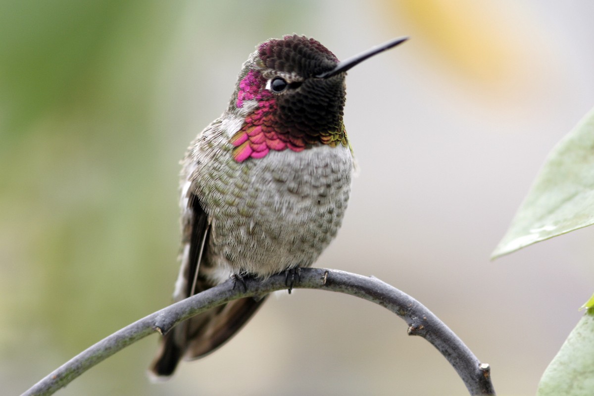 Anna's Hummingbird - ML205749071