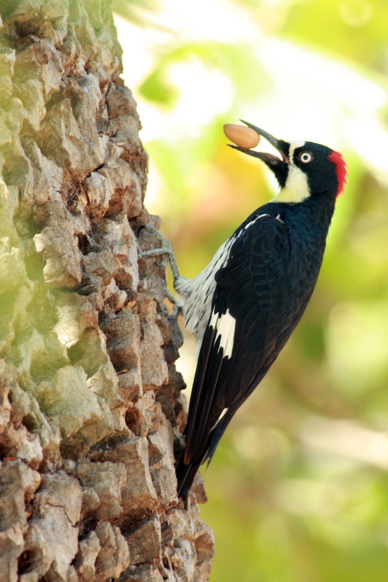 Acorn Woodpecker - Peter J Dunn
