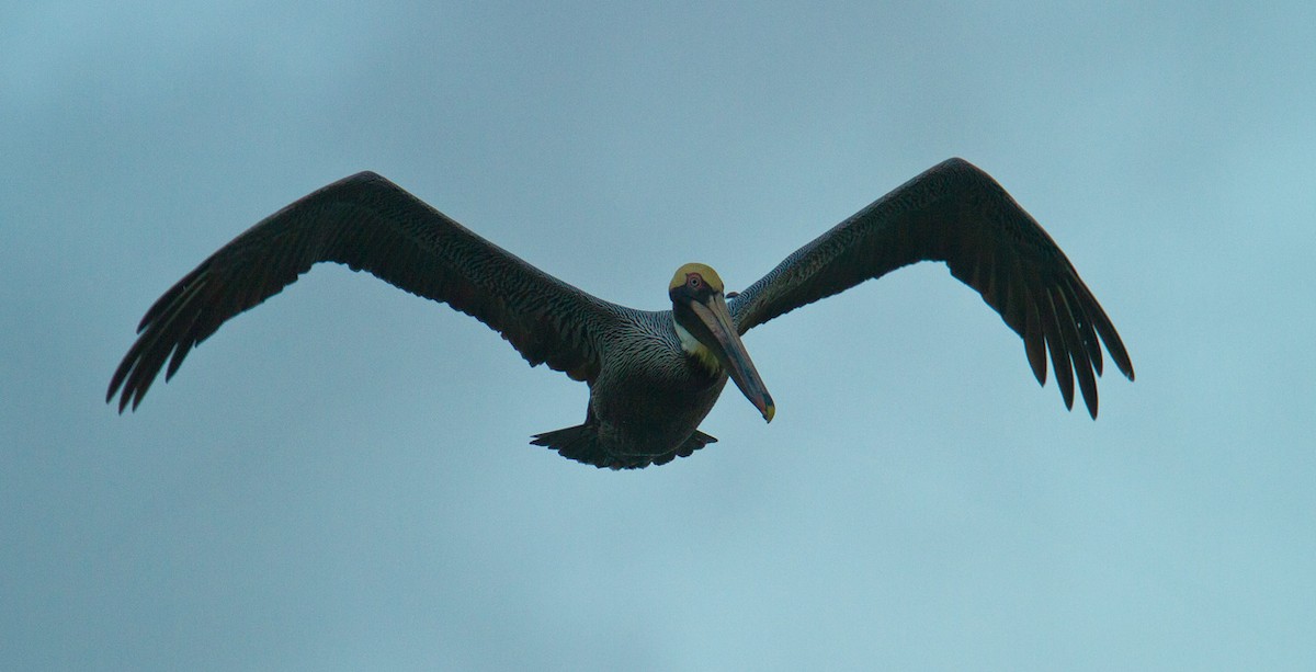 Brown Pelican (Southern) - Morten Venas