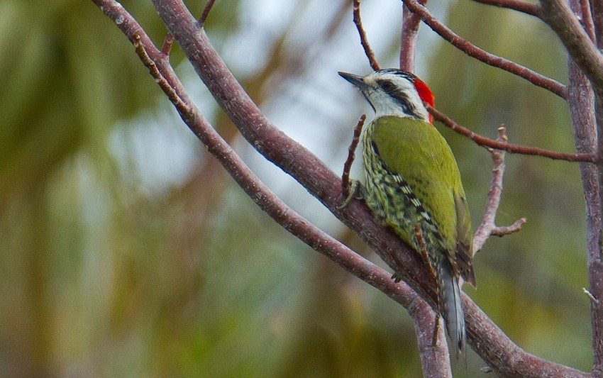 Cuban Green Woodpecker - Morten Venas