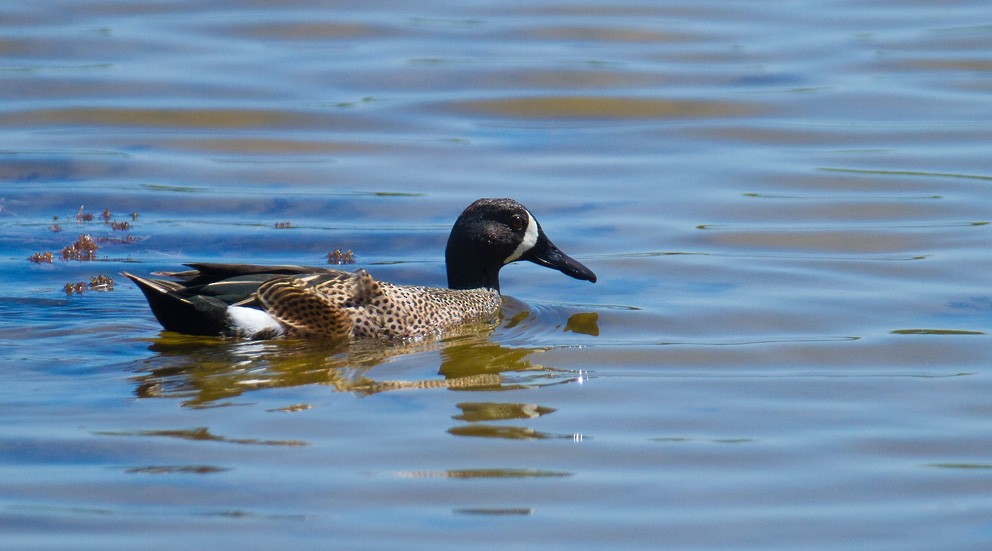 Blue-winged Teal - ML205749361