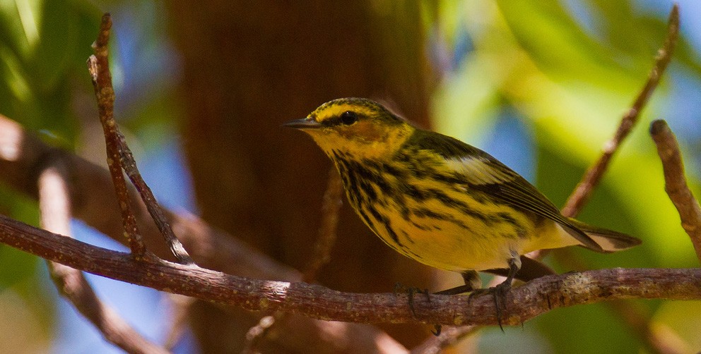 Cape May Warbler - ML205749371