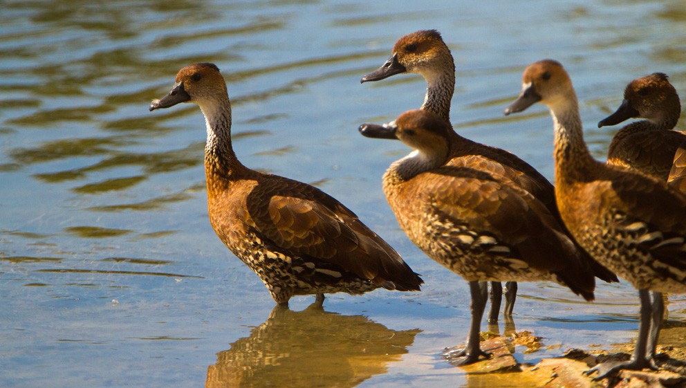 West Indian Whistling-Duck - ML205749381