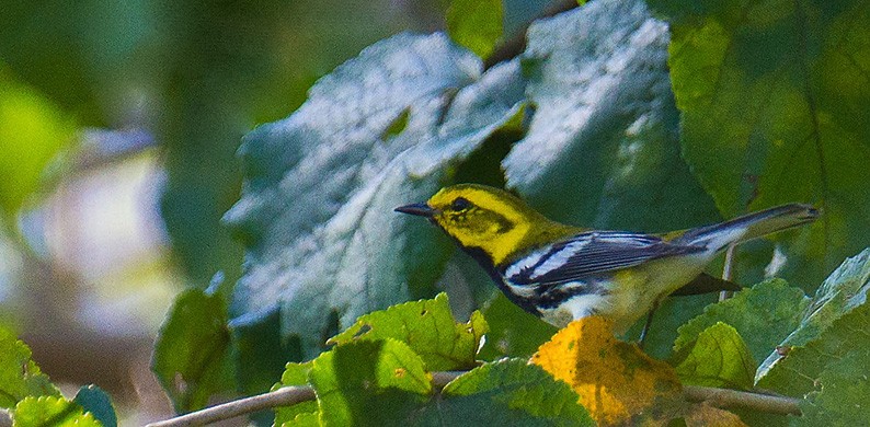 Black-throated Green Warbler - Morten Venas