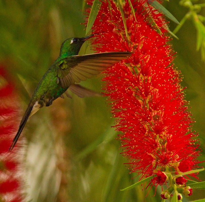 kolibřík kubánský - ML205749601