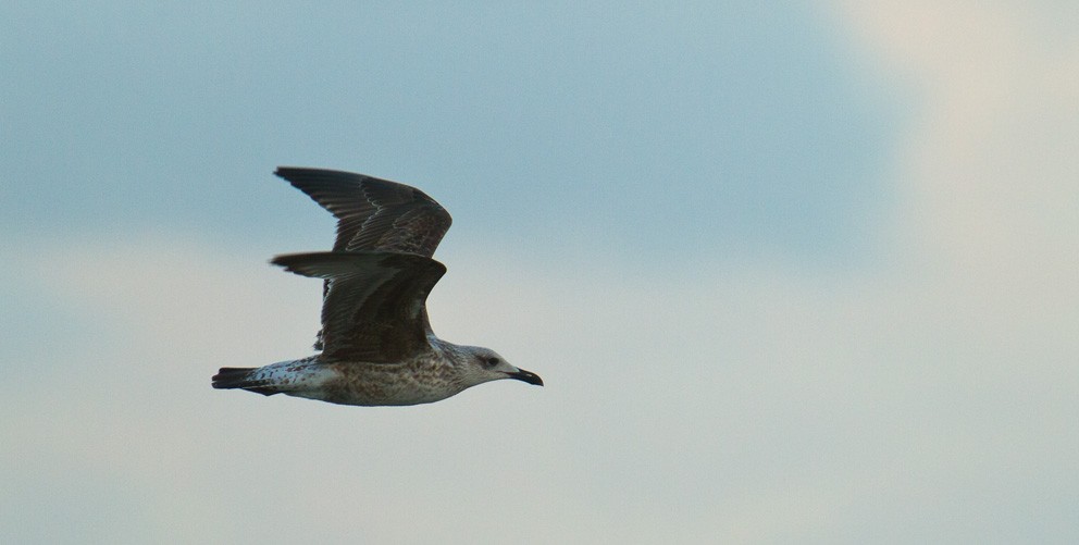 Lesser Black-backed Gull (graellsii) - Morten Venas
