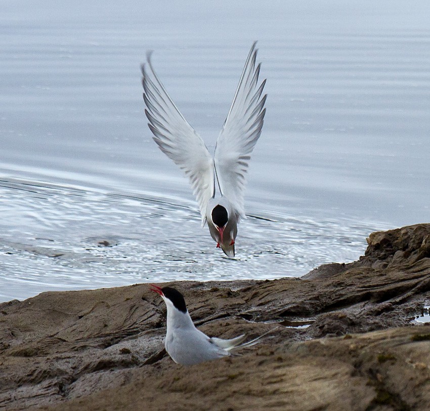 Arctic Tern - Morten Venas