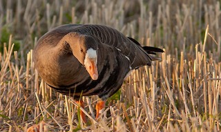 Greater White-fronted Goose (Greenland), ML205749741