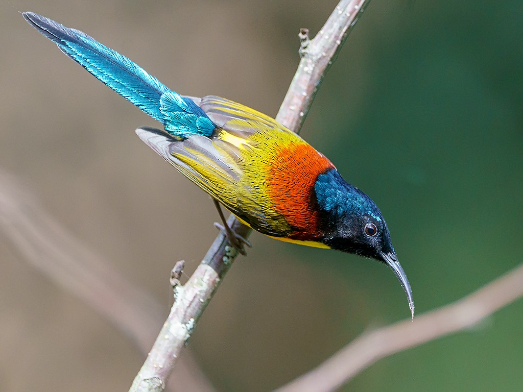 Green-tailed Sunbird (Green-tailed) - David and Kathy Cook