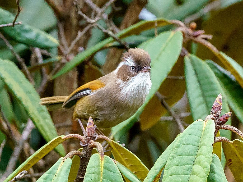 White-browed Fulvetta - David and Kathy Cook