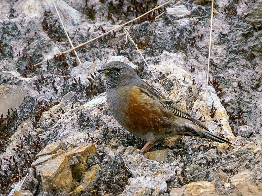 Alpine Accentor - David and Kathy Cook