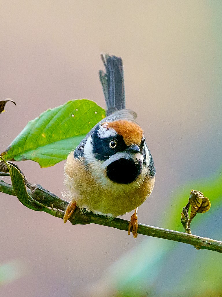 Black-throated Tit (Red-headed) - David and Kathy Cook