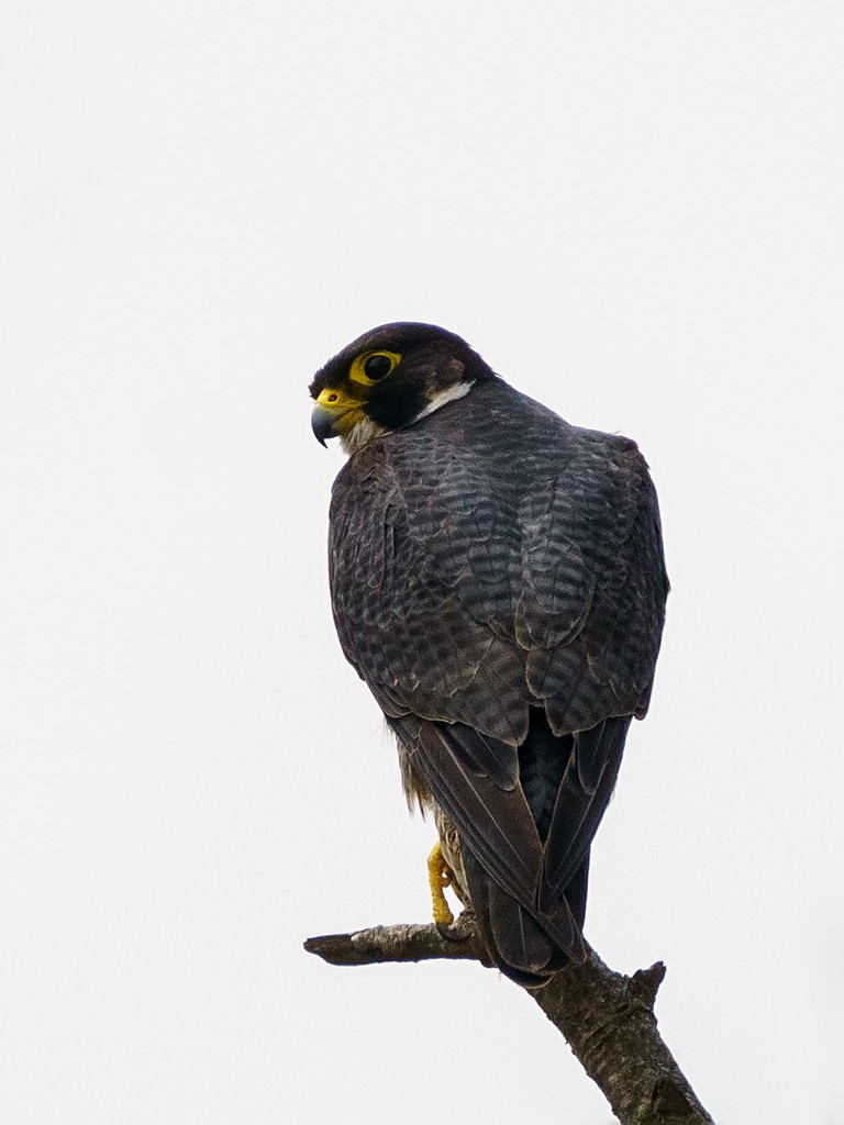 Peregrine Falcon (Shaheen) - ML205749861