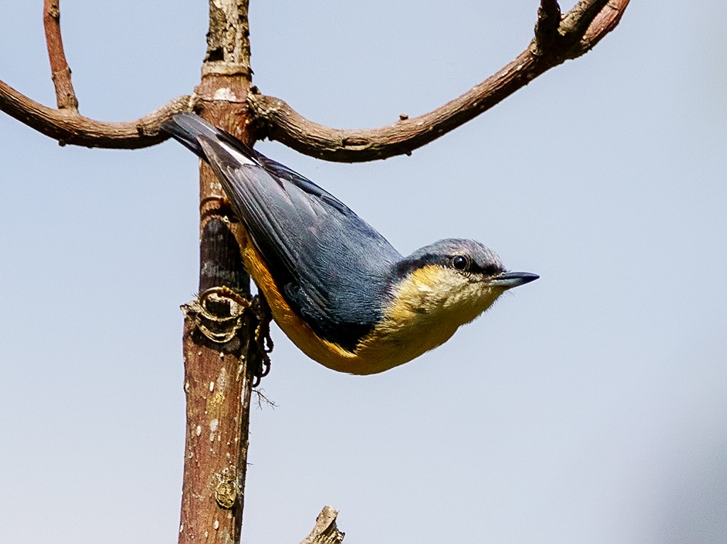 White-tailed Nuthatch - David and Kathy Cook