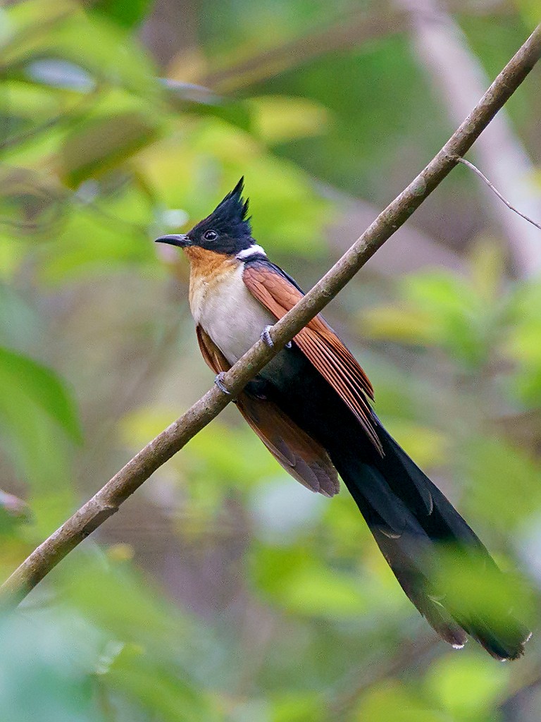 Chestnut-winged Cuckoo - David and Kathy  Cook