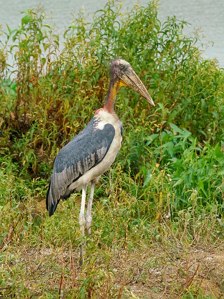 Greater Adjutant - David and Kathy Cook