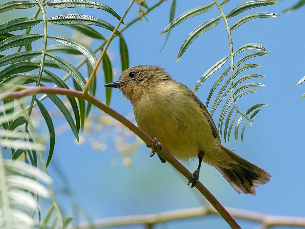 Yellow Thornbill - David and Kathy Cook