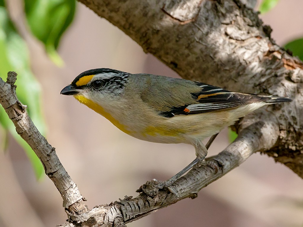 Striated Pardalote (Striated) - David and Kathy Cook