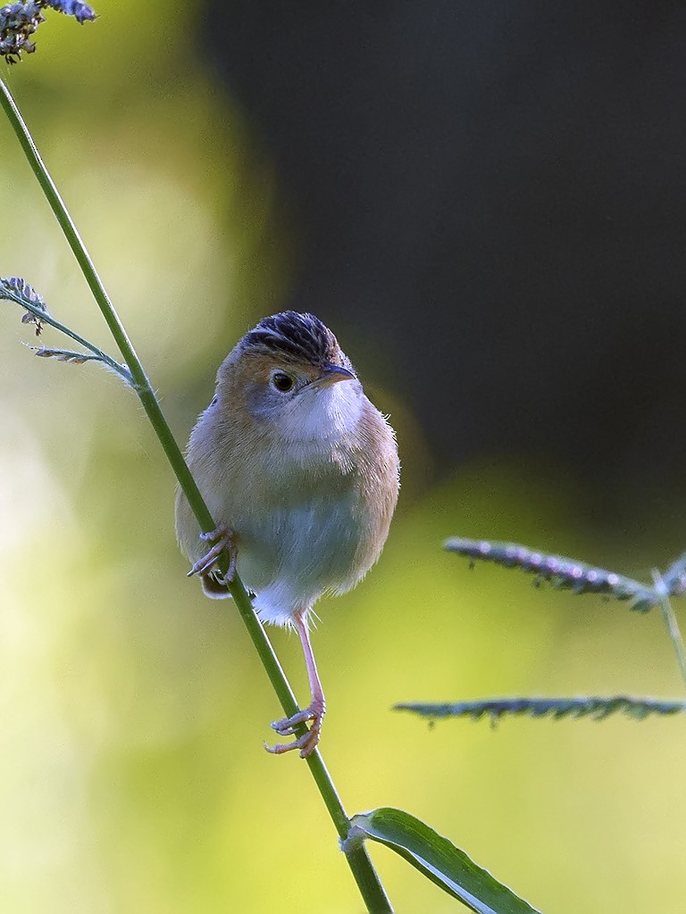 Golden-headed Cisticola - David and Kathy Cook